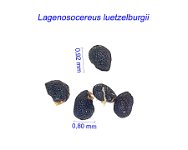 Lagenosocereus luetzelburgii.jpg